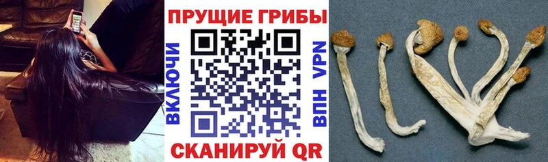Галлюциногенные грибы GOLDEN TEACHER  мега как войти  Бакал 